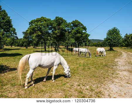 White Lipizzaner Horses