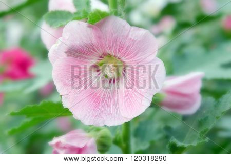 Hibiscus Flower In Sirikit Garden Bangkok Thailand