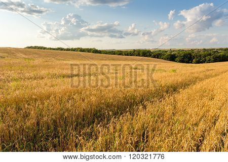 Wheat Field And Clouds