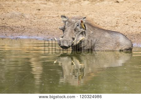 Single Old Warthog Standing At A Waterhole Drinking