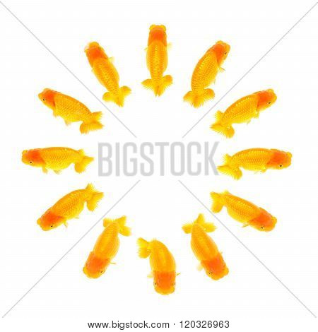 Orange Color Ranchu Fish - Head Outside