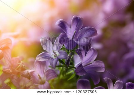 Campanula