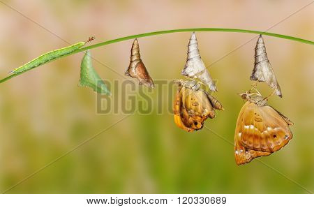 Life Cycle Of Female Black Prince Butterfly