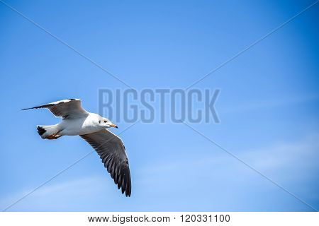 Seagull Flying In The Blue Sky