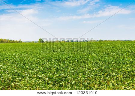 Green Field And Blue Sky.