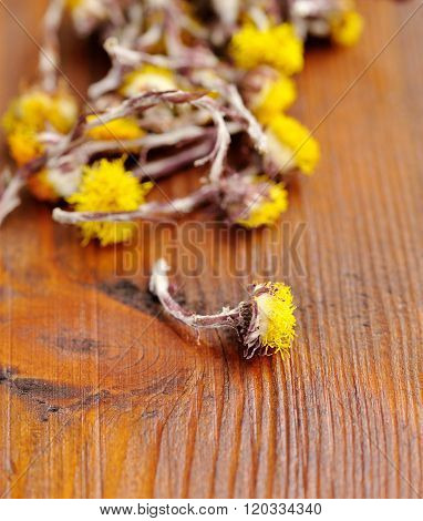 Dried Flowers Coltsfoot (tussilago Farfara) On A Wooden Background