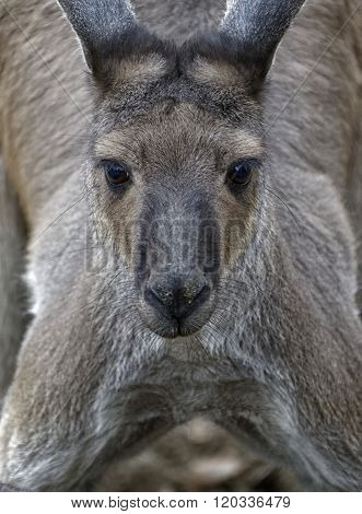 Kangaroo