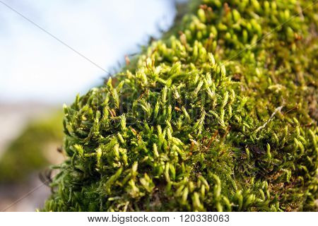 fresh green moss on a tree trunk spring