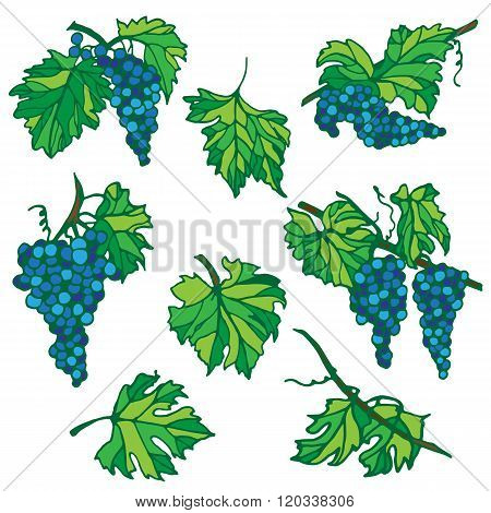 grapes set abstract vector