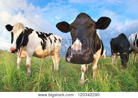 Cow Head Close Up Via Fish Eye Lens