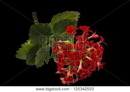 Flower Kalanchoe, Tropical Succulent, Isolated On Black Background