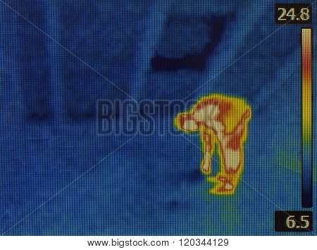 Thermal Image of Human at the Loft