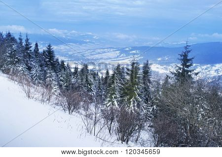 Mountains landscape with coniferous forest in snow