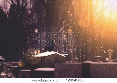 Black raven sitting on the grave in the cemetery. Vintage and scary background
