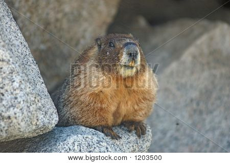 Marmot auf rock