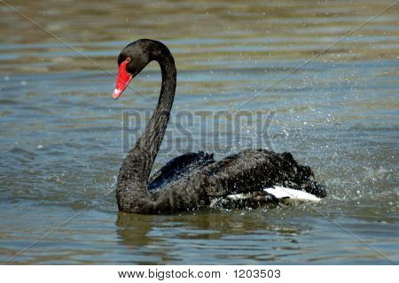 Black Swan 