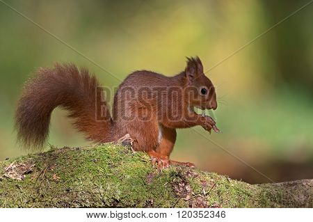 Red Squirrel (Sciurus Vulgaris)