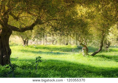 Olive trees