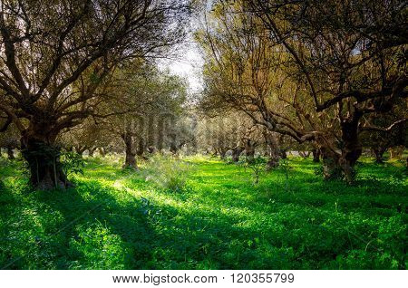 Olive trees