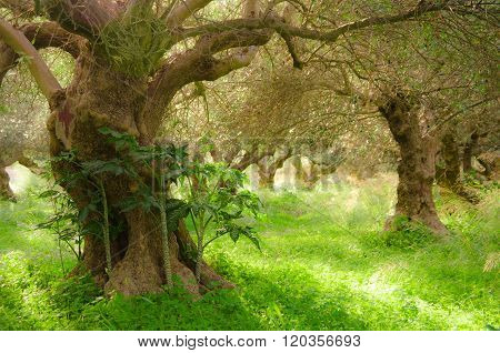 Olive trees