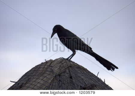 Tropenvogel