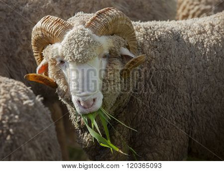 Male Merino Sheep Eating Ruzi Grass In Rural Ranch Farm