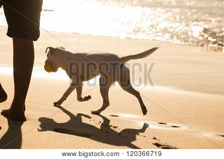 Dog carrying ball on beach in summer.
