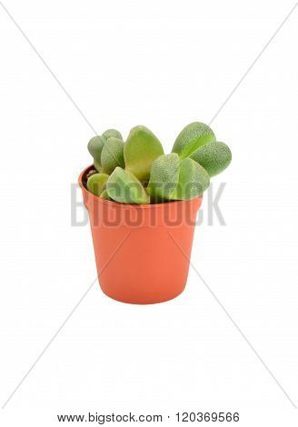 Succulent Plant Lithops