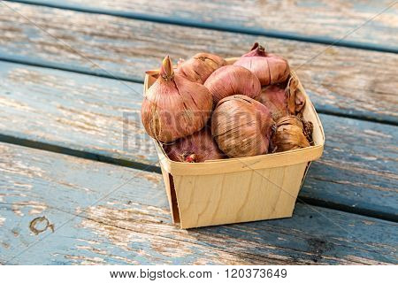 Gladiola corms in a wooden basket.