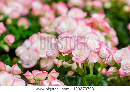 Numerous Bright Flowers Of Tuberous Begonias (begonia Tuberhybrida)