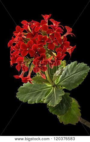 Flower Kalanchoe, Tropical Succulent, Isolated On Black Background
