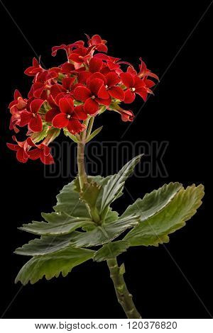 Flower Kalanchoe, Tropical Succulent, Isolated On Black Background