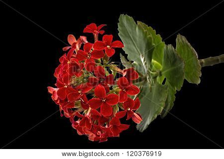 Flower Kalanchoe, Tropical Succulent, Isolated On Black Background