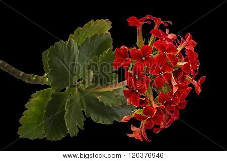 Flower Kalanchoe, Tropical Succulent, Isolated On Black Background