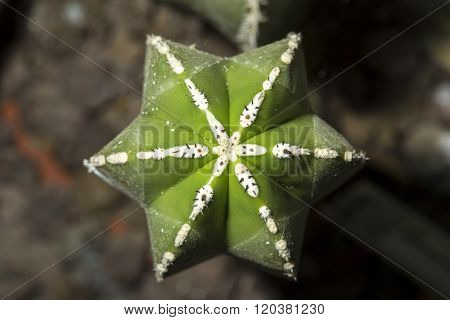 View Of A Marginatocereus Marginatus Cactus From Above, With The Typical Star Shape