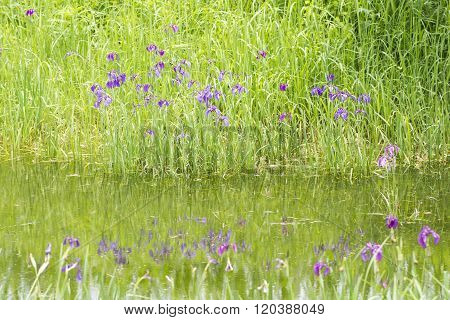 Purple wild iris