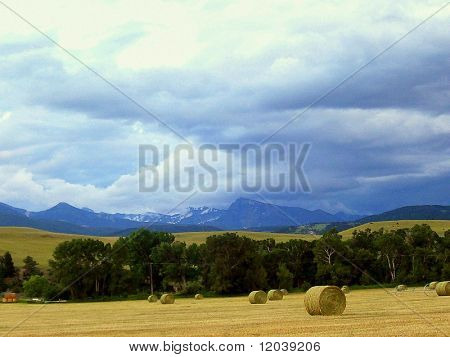 Montana