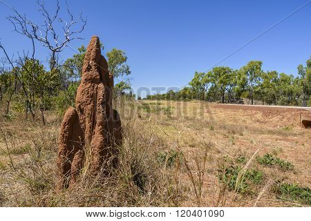 Termite mound in the outback of Queensland, Australia