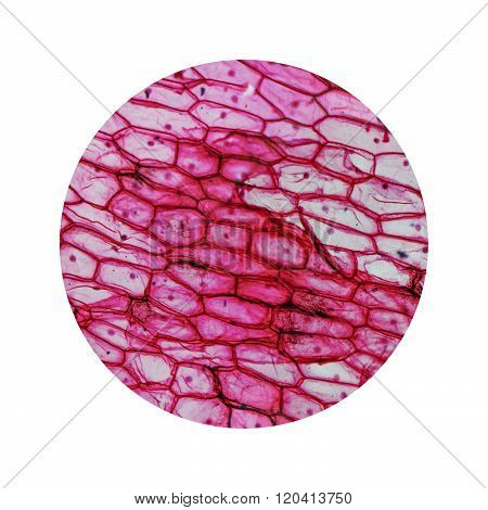 Onion Epidermus Micrograph