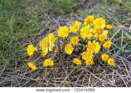 Yellow Flowering Coltsfoot From Close