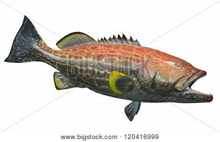 Large yellowfin grouper, isolated