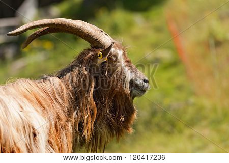 Mountain Male Goat - Italian Alps