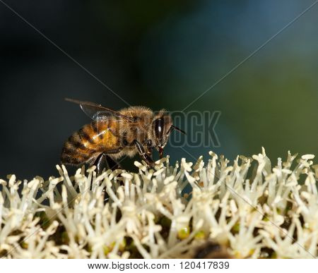 Bee on grass tree flowers, Xanthorrhoea