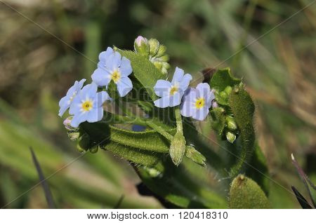Water Forget-me-not