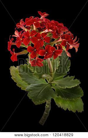 Flower Kalanchoe, Tropical Succulent, Isolated On Black Background