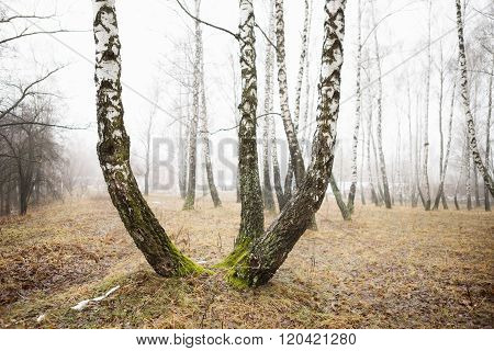 Birch Forest With Melting Snow In Spring