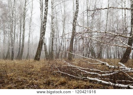 Birch Forest With Melting Snow In Spring