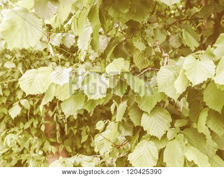 Retro Looking Hazel Tree Leaf