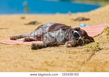 Hungarian beagle with sunglasses relaxing in the sun.