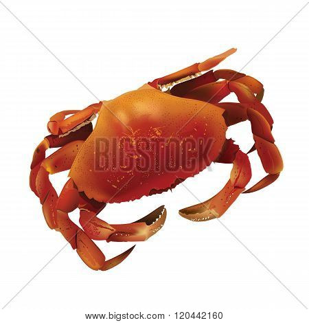 Sea Crab Illustration